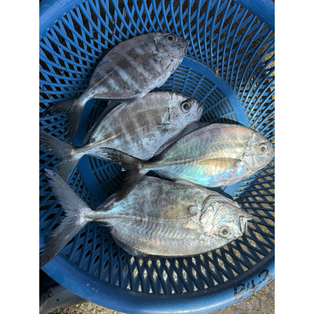 「現」藍海鮮漁-大溪漁港現流「黑面甘」 | 蝦皮購物