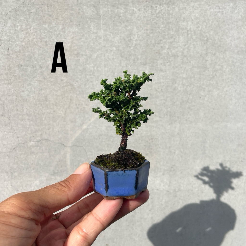 小品盆栽　石化檜　高級盆栽 盆栽・石化檜 Bonsai Japanese Cypress・Sekahinoki – bonsailife686868