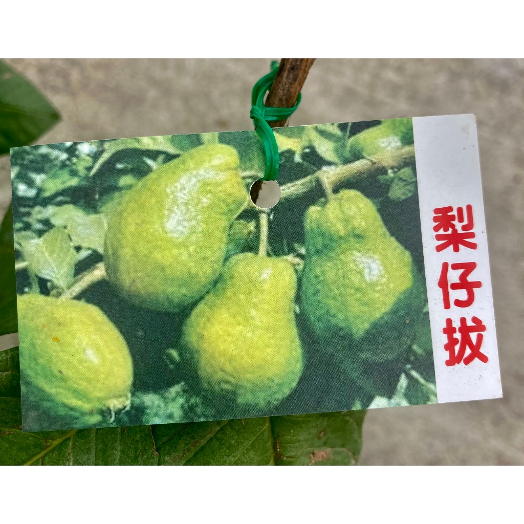 梨仔芭樂 甕仔芭樂 勿直接下標 梨仔芭 甕缸芭 翁仔拔 甕仔拔 樹苗 芭樂苗 盆栽 甕仔芭 靠接苗 冬芭 土芭樂 梨子芭 | 蝦皮購物