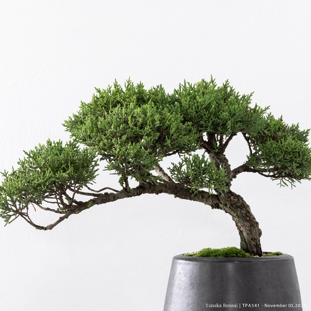 Tanaka Bonsai】TPA541 日本紀州真柏盆景｜松柏盆栽| 蝦皮購物