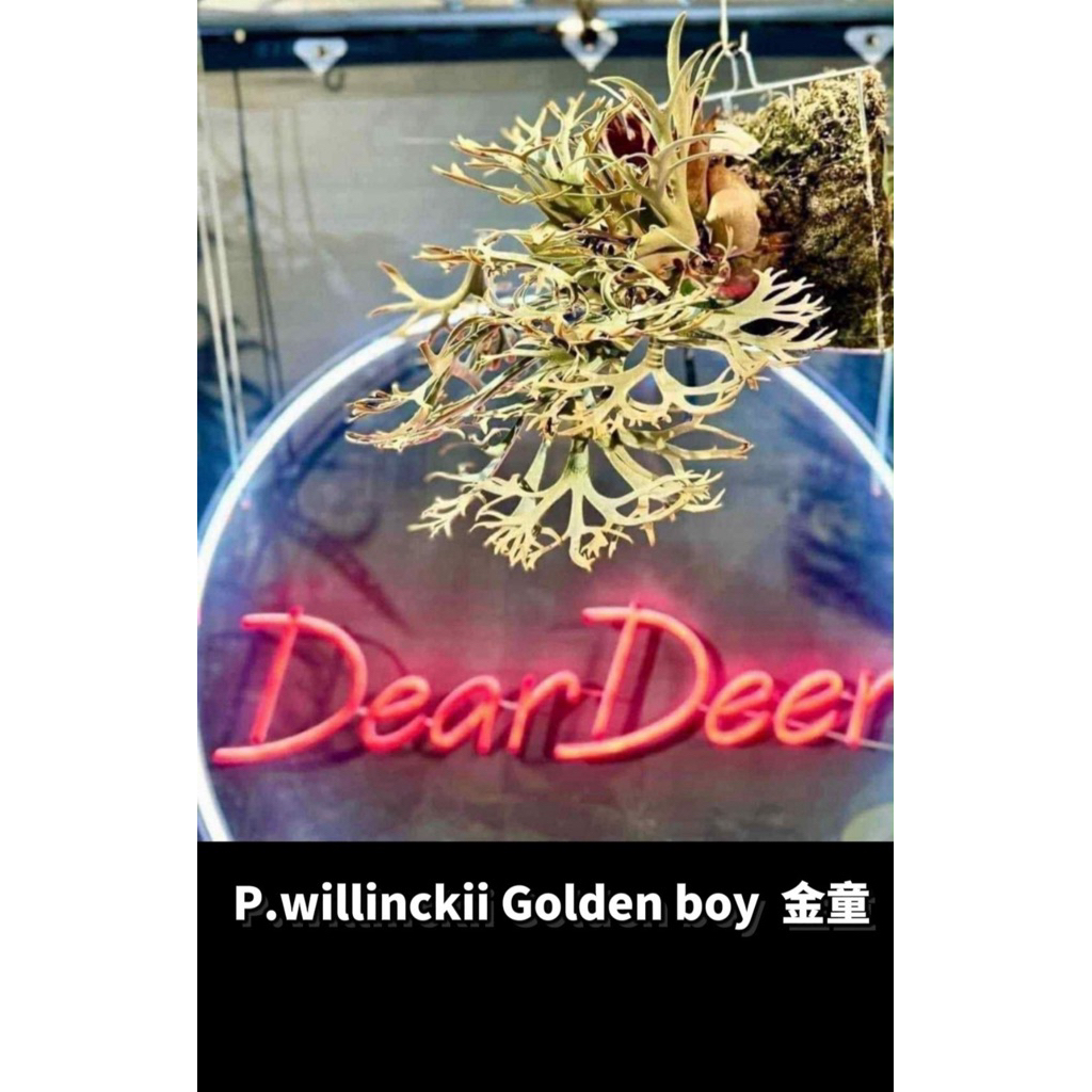 金童孢子苗金童鹿角蕨Golden boy （精選多分岔） 1.5吋| 蝦皮購物