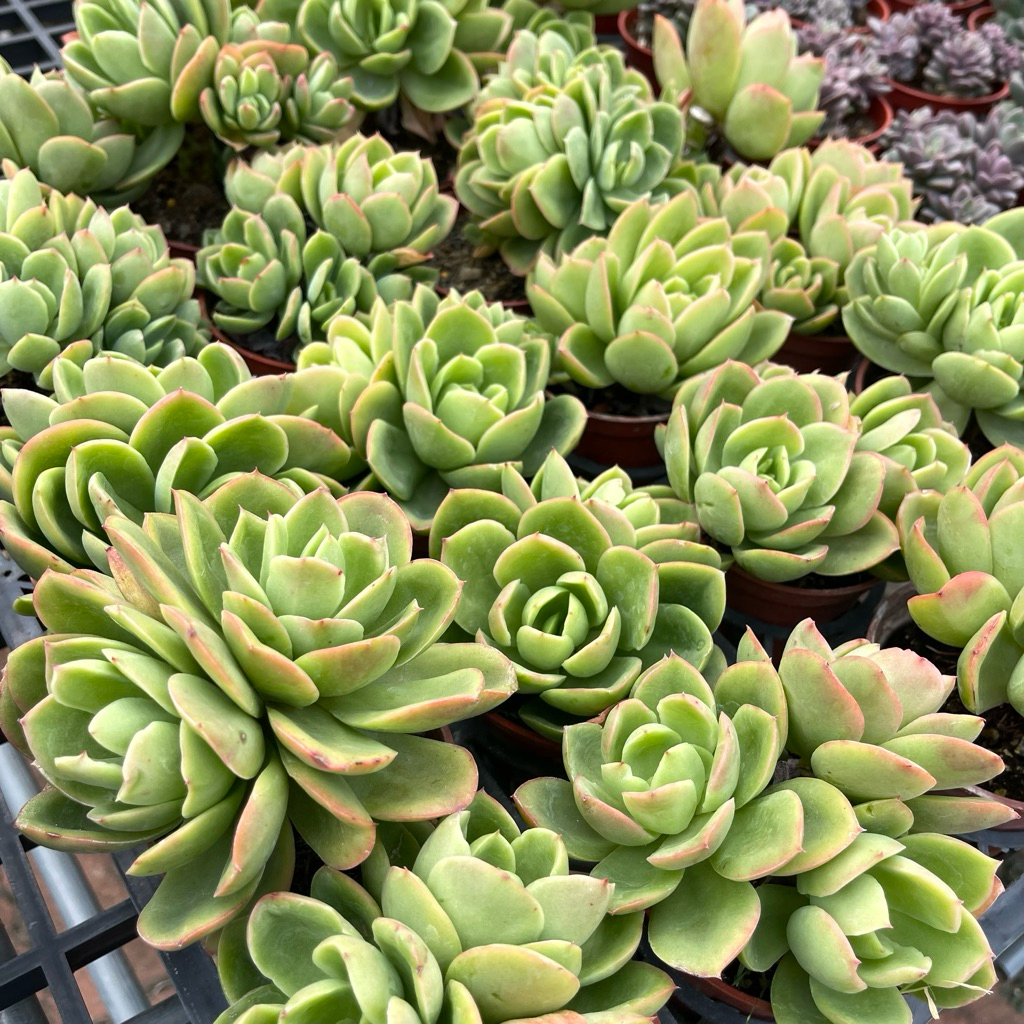 多肉植物 多肉植物新手入門款/三寸盆/熱銷超萌植物/繽紛生活美學微笑多肉植物