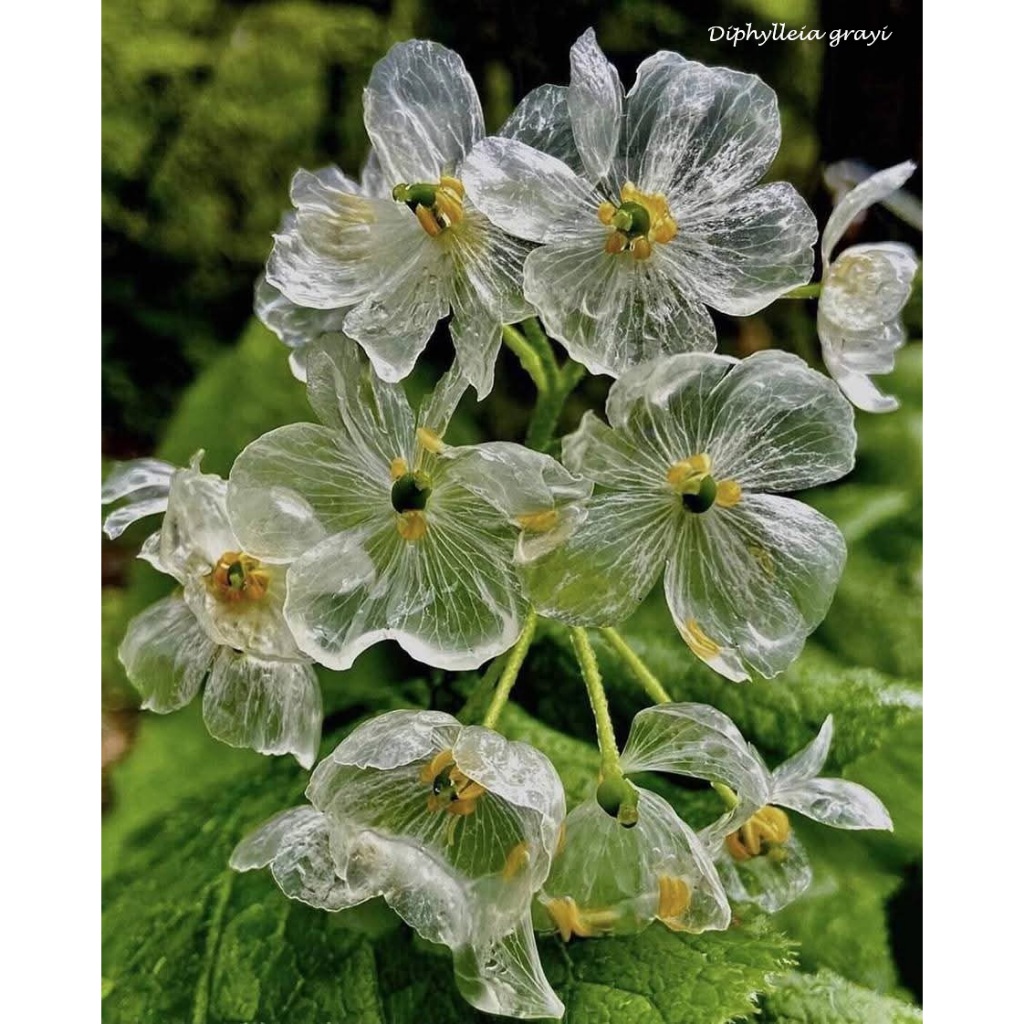 🦄迷妳馬的日本花草🌱2025進口鮮採種子Diphylleia grayi 山荷葉水晶花