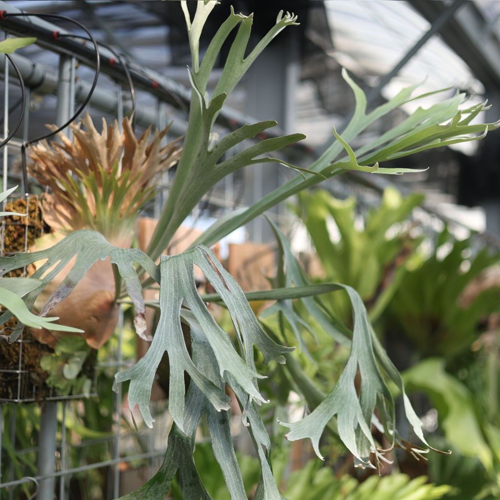 粉雪鹿角蕨Platycerium Konayuki | 蝦皮購物