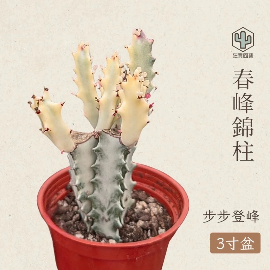 狂買園藝春峰錦柱3吋盆柱狀仙人掌盆栽