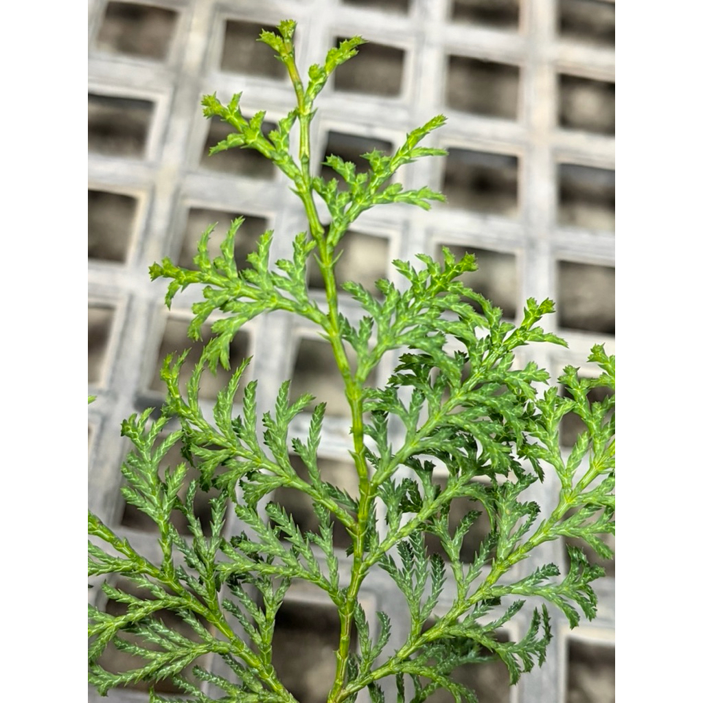 🌸植plant & flower ~ 台灣黃檜 台灣扁柏 黃檜 厚殼仔 高級木材樹 | 蝦皮購物