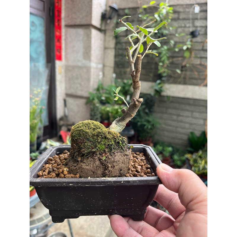 台湾茱萸盆栽 日本寒茱萸/ 宜梧/ 銀梧｜3.5吋盆～精品露根盆栽素材⋯ | 蝦皮購物