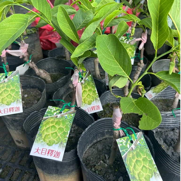 大目釋迦苗/4.5吋盆/快速來花掛果、果肉飽滿、口感Q、甜度高/水果樹苗/果苗/嫁接苗/盆栽/熱帶果苗樹/矮種果樹苗 | 蝦皮購物