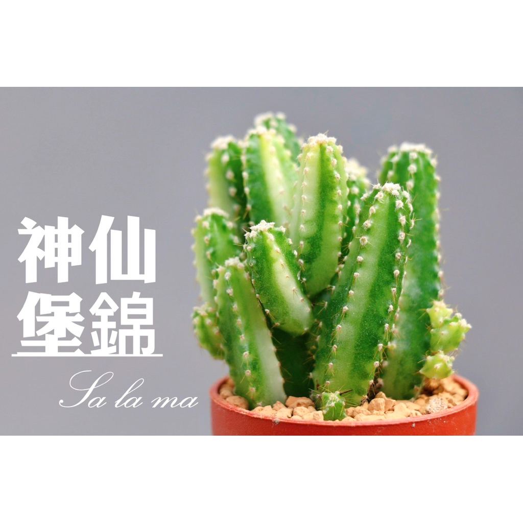 ☘️【神仙堡錦】（仙女閣錦）（萬重山錦）1吋盆 | Sa La Ma多肉植物| 仙人掌科 | 蝦皮購物