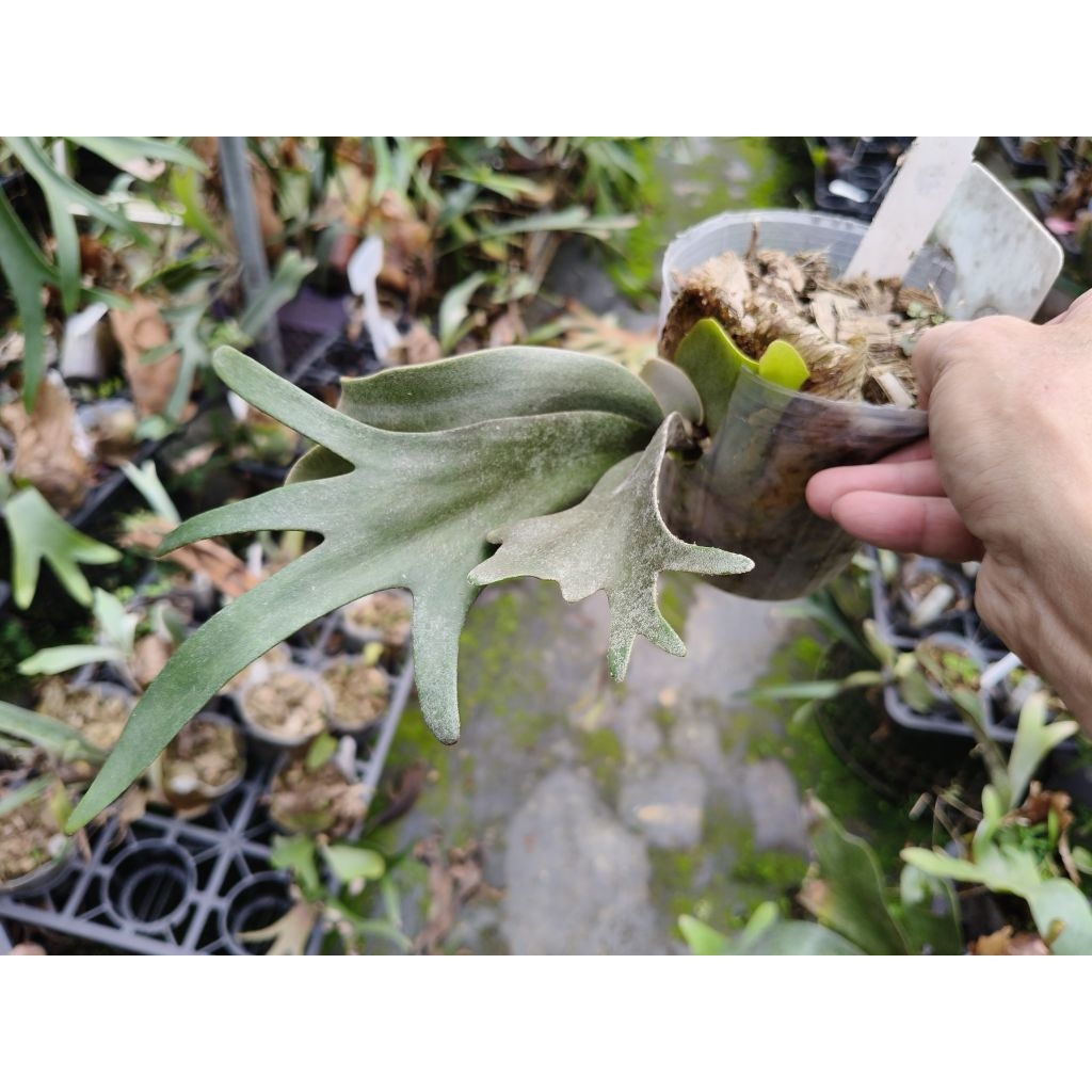 P. willinckii cv. Sp.A 鹿角蕨| 蝦皮購物