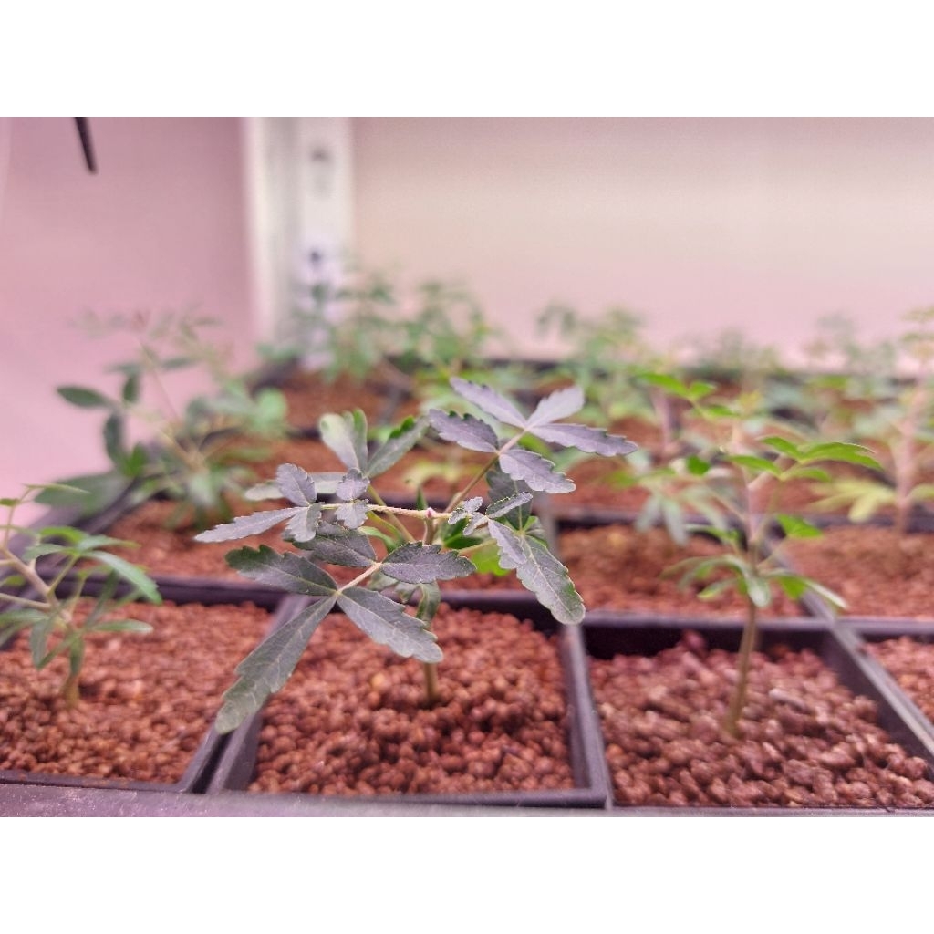 【plant.C•caudex 塊根植物】黧乳香 Boswellia rivae | 蝦皮購物