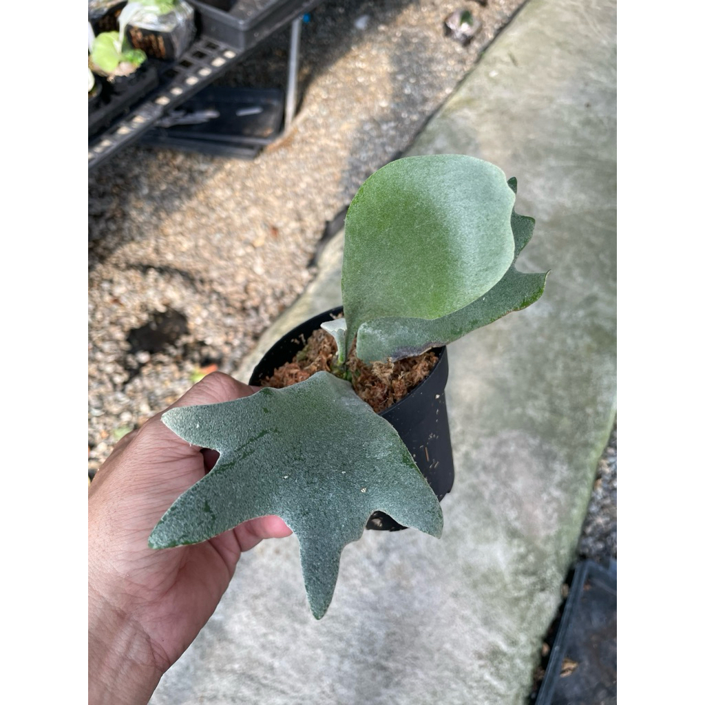 樂慕花園P.willinckii Pearl Queen x P.willinckii Zero sporeling
