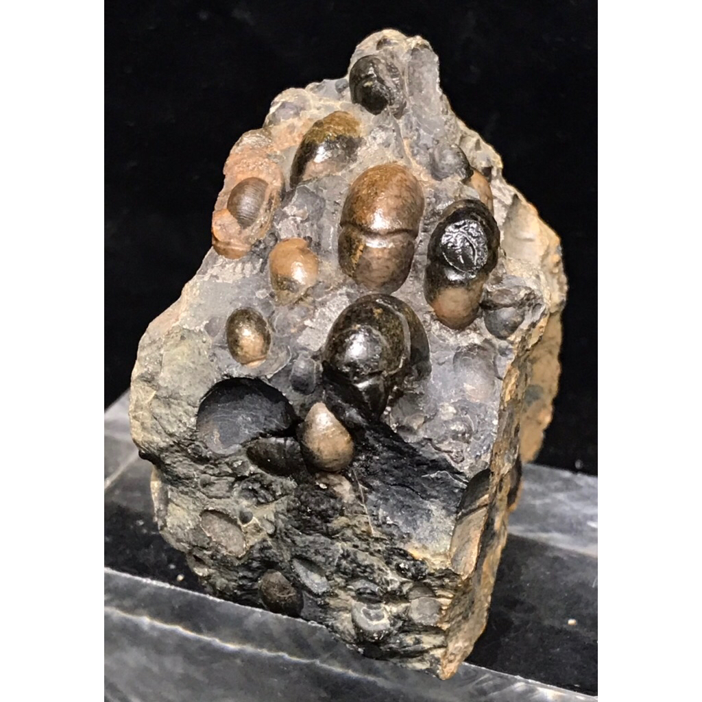 【菊石的家】精修，已售 馬尼 菊石 化石 Miminitoceras contum n.sp 晚泥盆紀 | 蝦皮購物