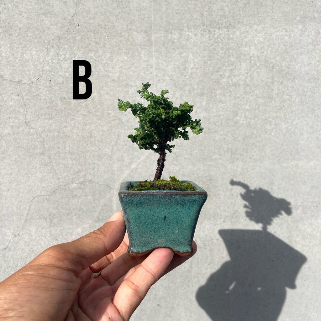 小品盆栽 石化檜 高級盆栽 盆栽・石化檜 Bonsai Japanese Cypress