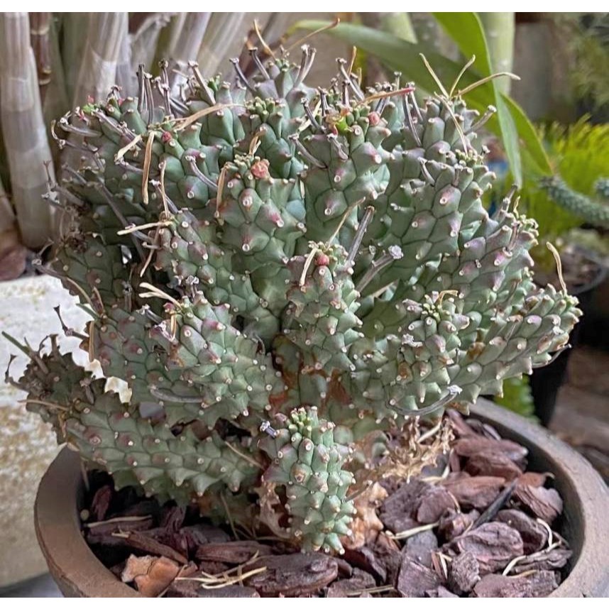 塊根英雄】白頭龍大戟種子/Euphorbia pentops/大戟科/藍肌剽悍外型的