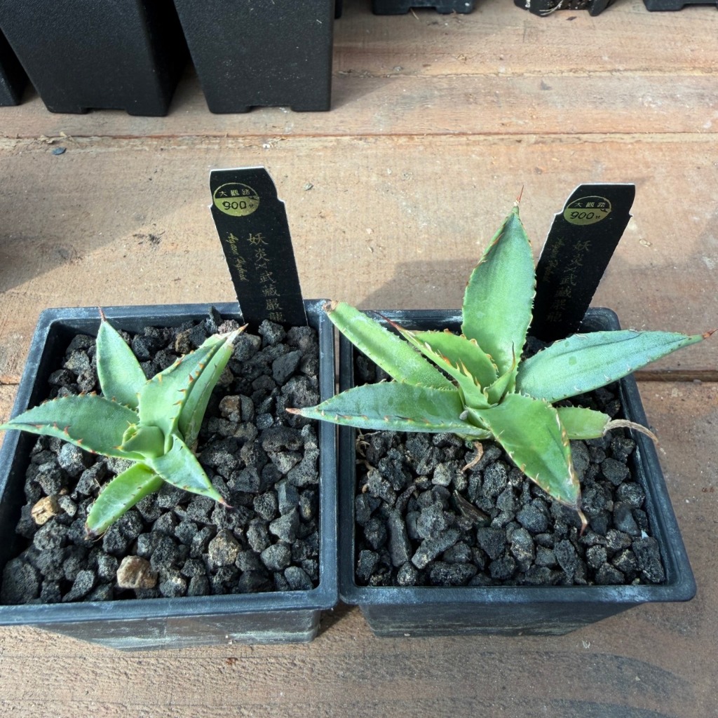 妖炎x武藏嚴龍'Agave hybrid' | 蝦皮購物