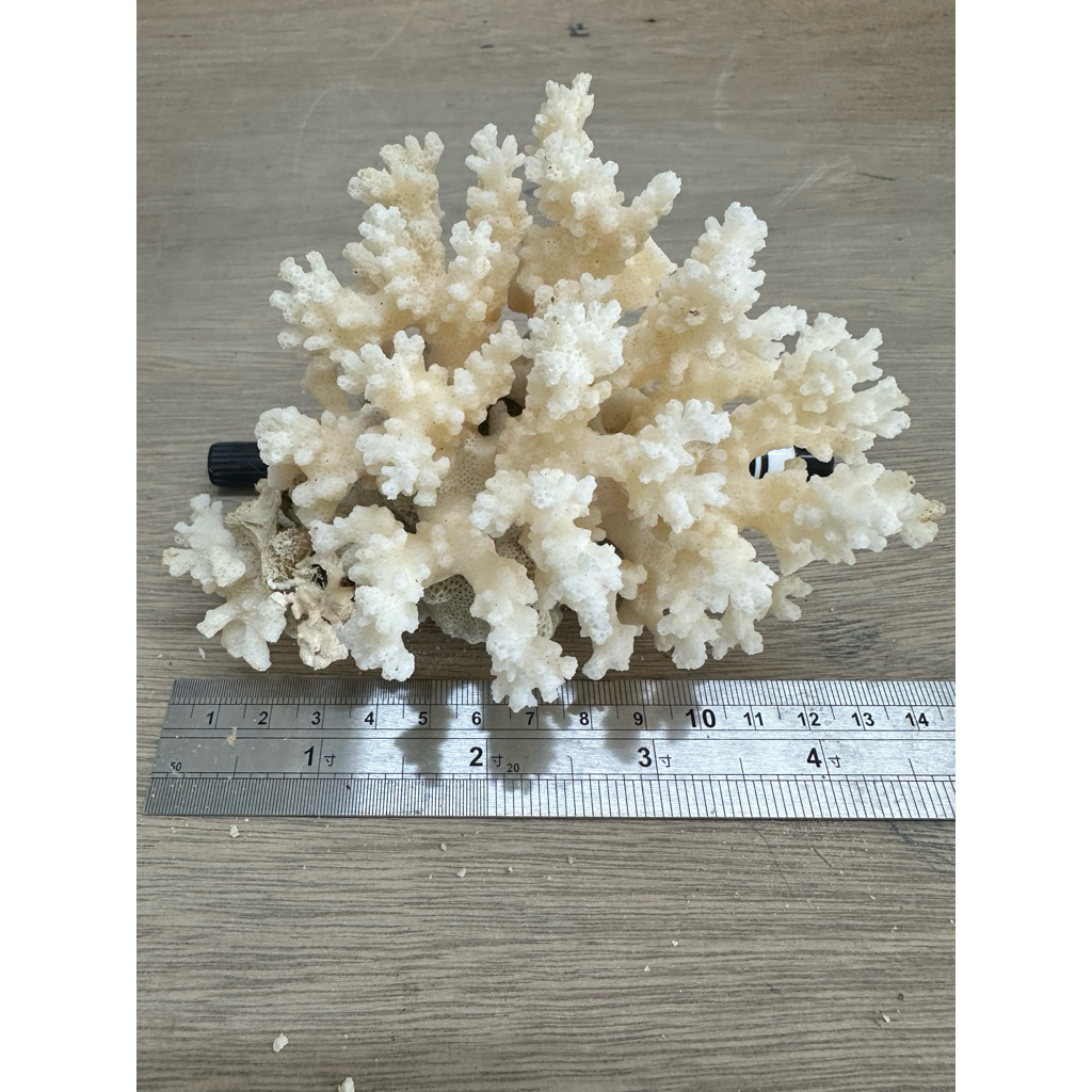珊瑚花，珊瑚、珊瑚骨、珍藏商品，數量有限,適合造景佈置、教學鑑識