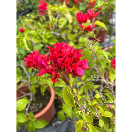 各種九重葛現剪枝條 紅狐狸