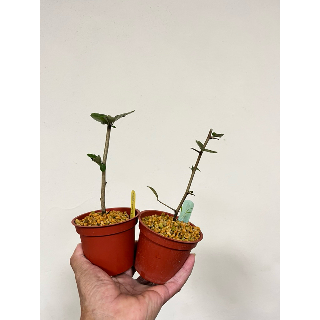 優勢】稀有日本盆栽樹種~夏茱萸| 蝦皮購物