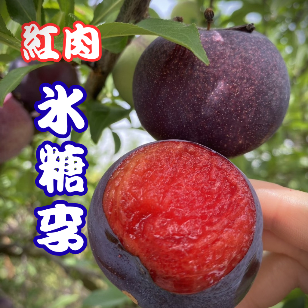 【紅肉冰糖李】4吋盆 嫁接苗 矮化快速產果 新手必種 盆栽庭院 李子苗 李子 果樹苗 水果苗 果樹苗 樹苗 矮化盆栽 | 蝦皮購物