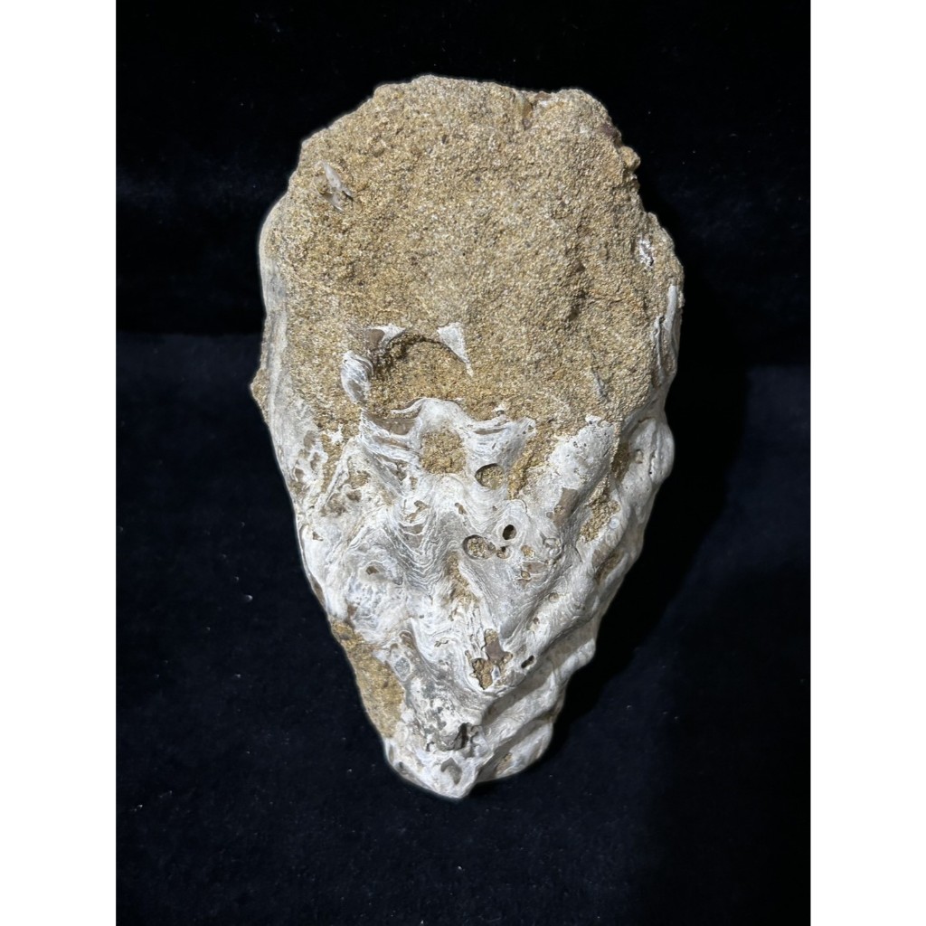 台灣化石-牡蠣化石(Oyster Shell Fossil)~台南新化丘陵~教學、標本