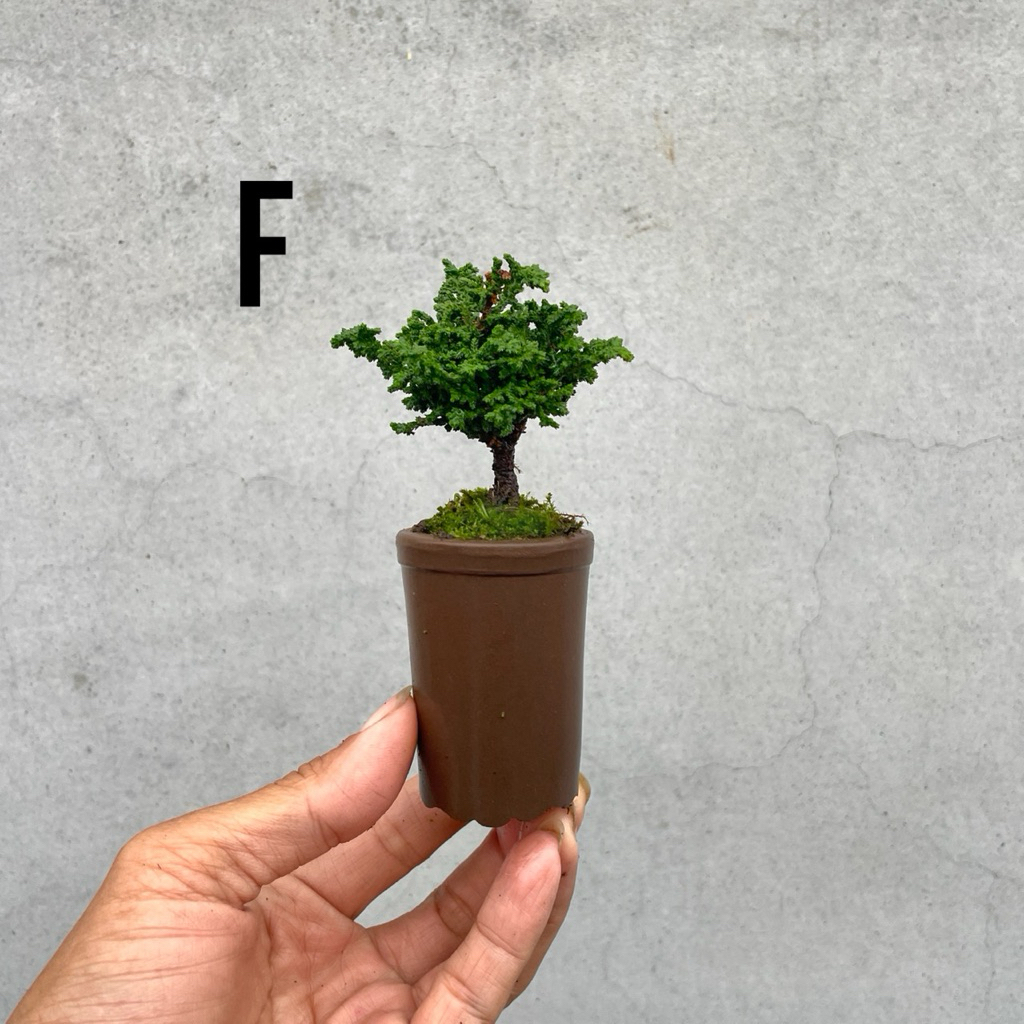 野趣小品盆栽》石化檜·迷你盆栽·豆盆栽（請詳看內文） | 蝦皮購物