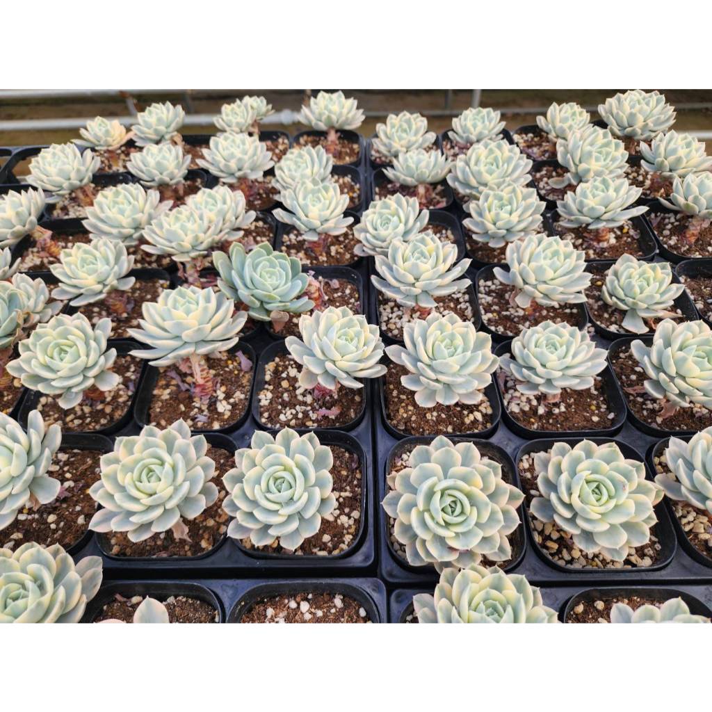 安娜玫瑰錦錦斑覆輪錦👑260125 無根裸株出貨多肉植物多肉| 蝦皮購物