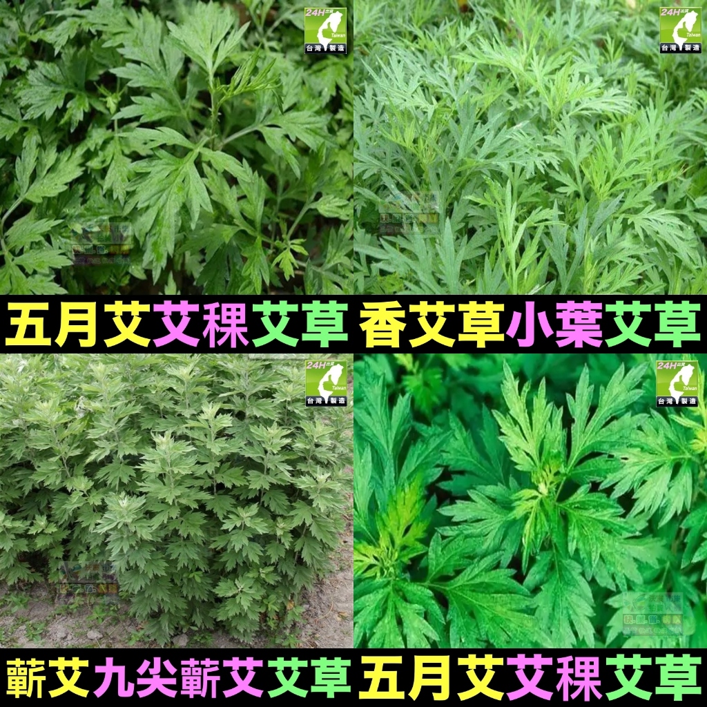 🌿【我想發芽】 九尖蘄艾 香艾草 五月艾 種苗 扦插枝條 防蚊蟲 葉片可泡茶 艾絨 艾蒿 艾葉 艾粿 可食用 易栽好活 | 蝦皮購物