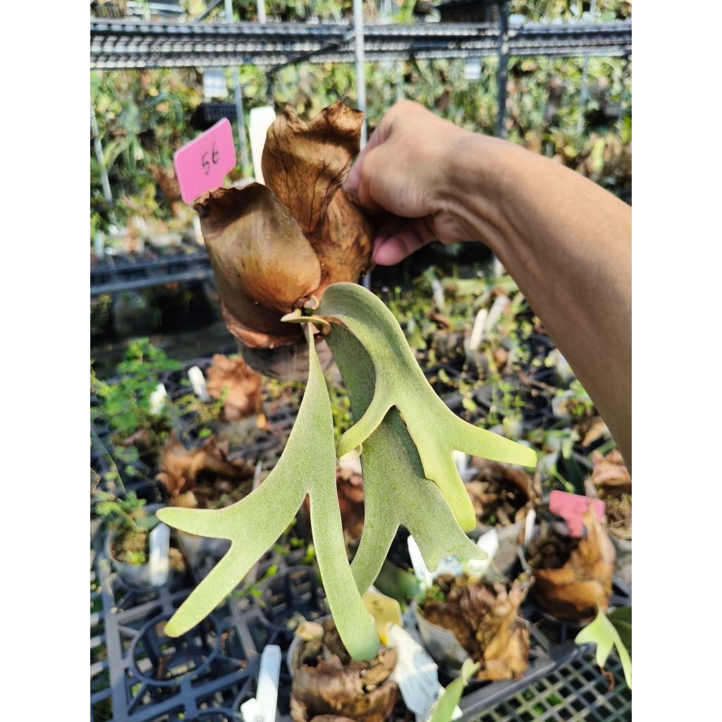 P. willinckii cv. Silvery dwarf (KFL) 鹿角蕨| 蝦皮購物