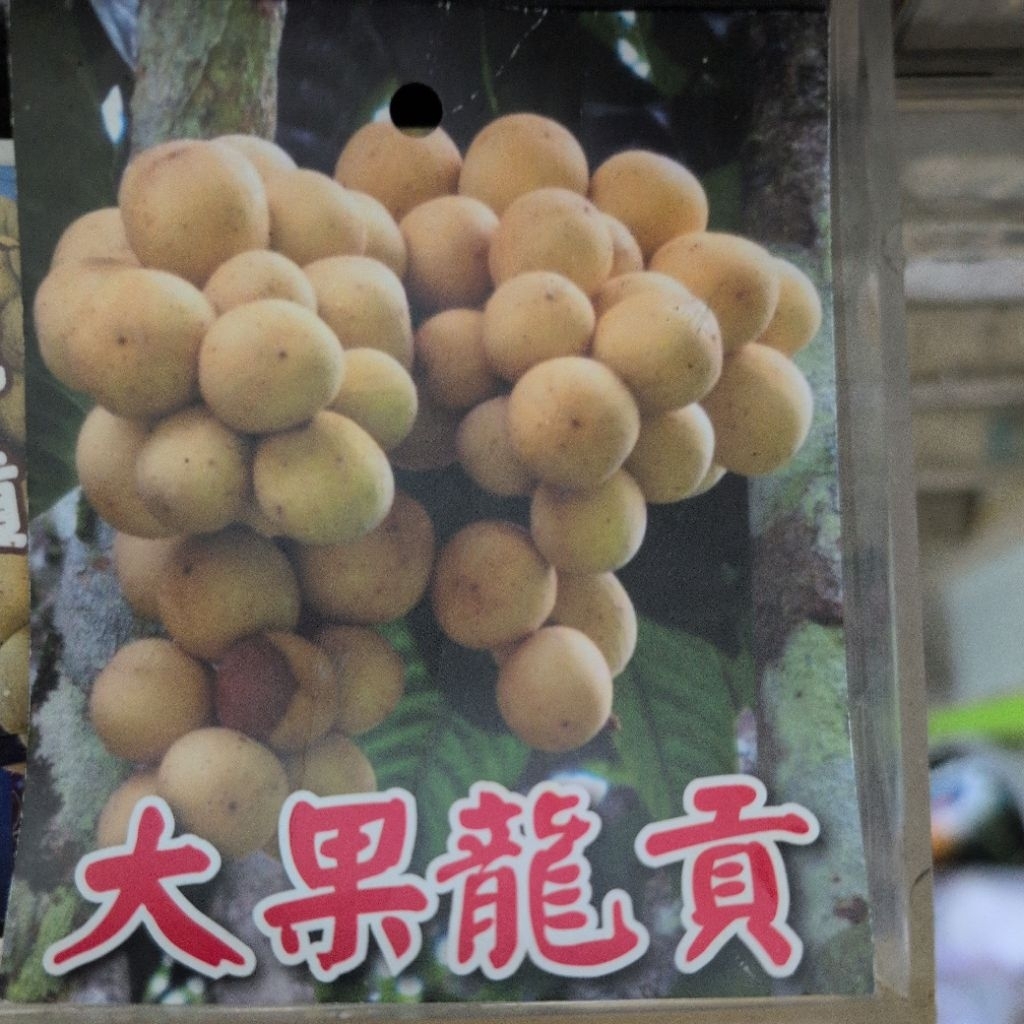 大果龍貢嫁接苗，大果龍貢苗 | 蝦皮購物