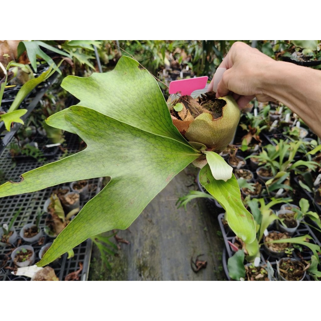 P. hillii cv. Delight 深綠園藝種鹿角蕨| 蝦皮購物