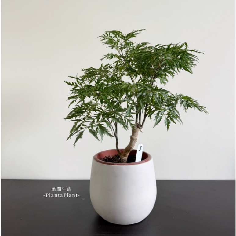 富貴樹｜優惠推薦- 蝦皮購物- 2025年12月