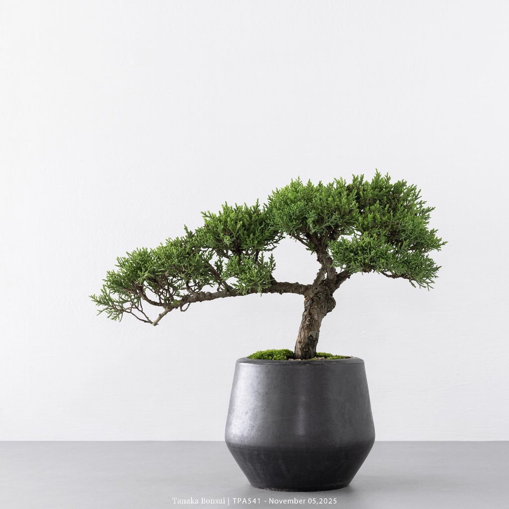 Tanaka Bonsai】TPA541 日本紀州真柏盆景｜松柏盆栽| 蝦皮購物