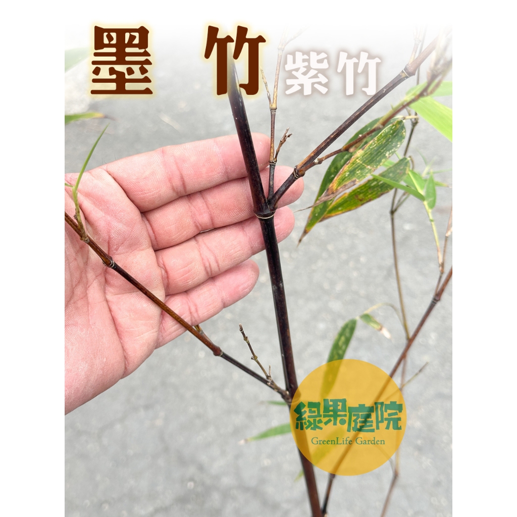 綠果庭院 竹梠 墨竹 黑竹 紫竹 日本黑竹 日本紫竹 骨幹暗黑帶褐紫 珍稀品種 竹子 | 蝦皮購物