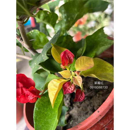 各種九重葛現剪枝條 草莓紅