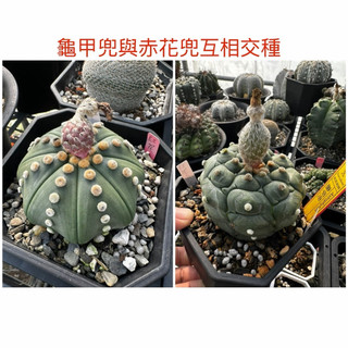 龜甲兜｜優惠推薦- 蝦皮購物- 2026年5月