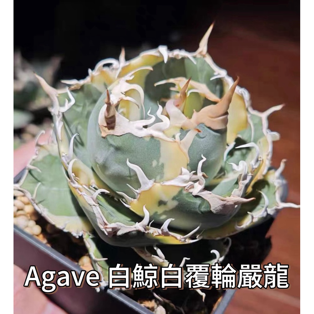 白覆輪- 優惠推薦- 2026年5月| 蝦皮購物台灣
