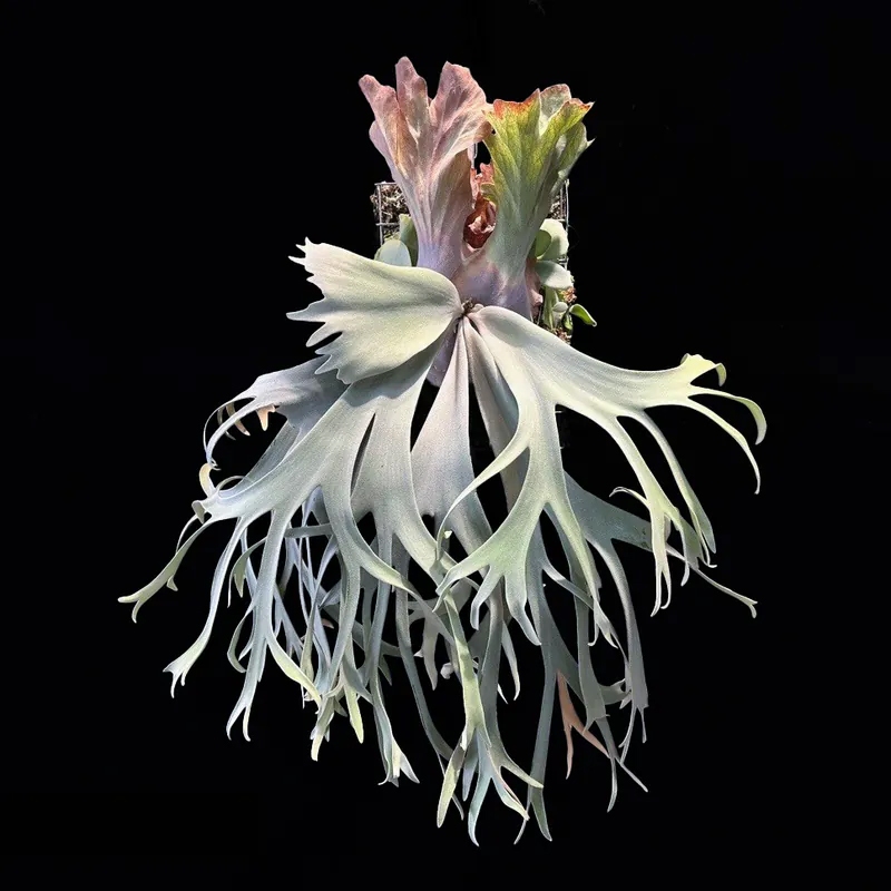 晴花鹿苑》P.willinckii Pearl Queen sporeling 珍珠皇后孢子苗| 蝦皮購物