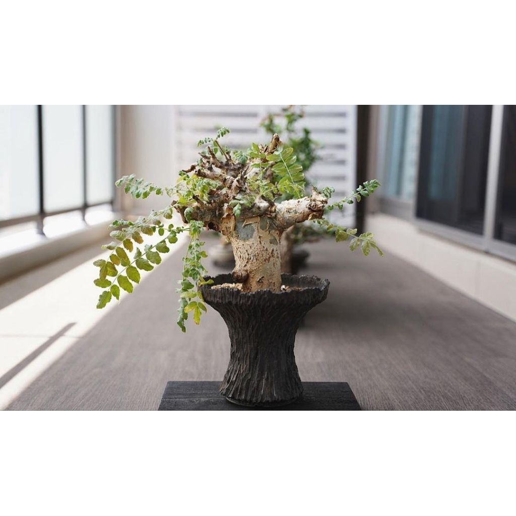 黧乳香 Boswellia rivae | 蝦皮購物