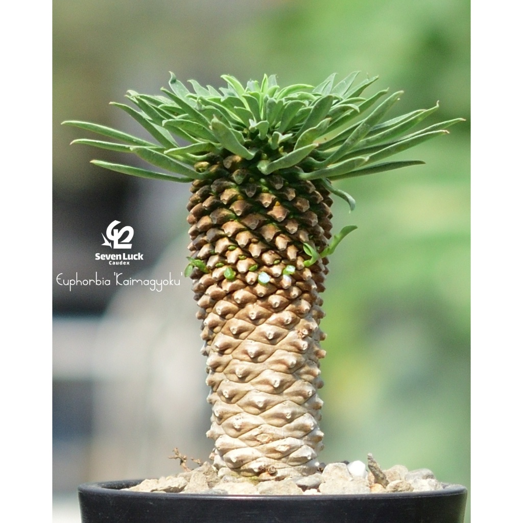SL's植物園-怪魔玉Euphorbia stellata | 蝦皮購物