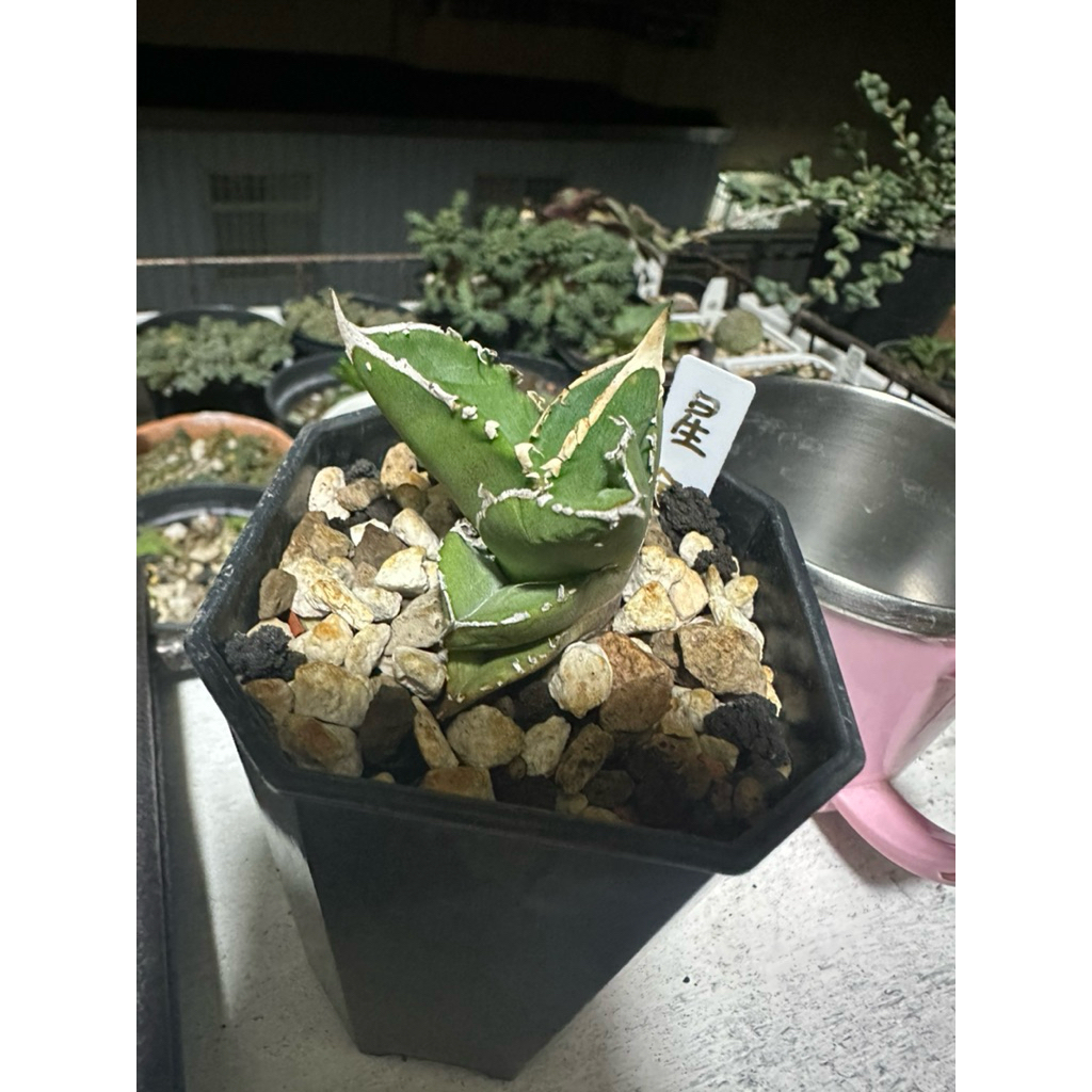 拓根植栽星鑽嚴龍Agave titanota 特色嚴龍龍舌蘭| 蝦皮購物