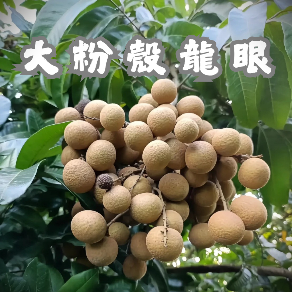 【大粉殼龍眼苗】接苗 粗壯苗 快速產果 超高產量 陽台果園 龍眼 龍眼苗 水果苗 果樹苗 水果盆栽 | 蝦皮購物