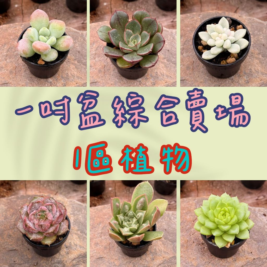 一吋盆綜合賣場1-0226更新/Wayne多肉/一吋盆多肉/多肉植物/婚禮小物/組