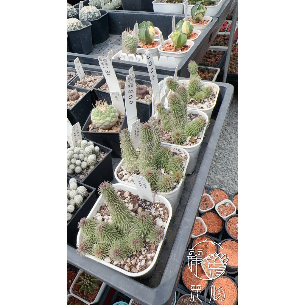麗加-阿修羅-蘿藦科-開花特殊收藏品種市場較少見分芽性好、好養好顧