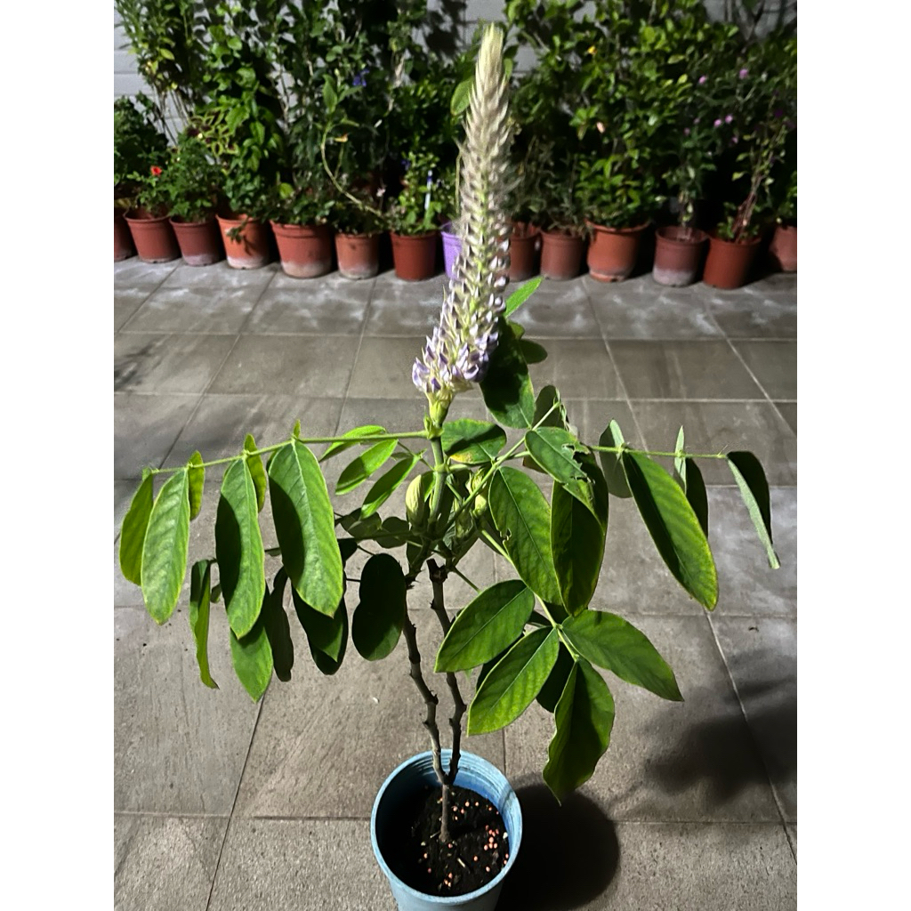 狗尾草（通天草）種子 1包40元 2025年11月新鮮現採（可超商取貨） | 蝦皮購物