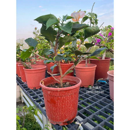 金色陽光 5吋盆