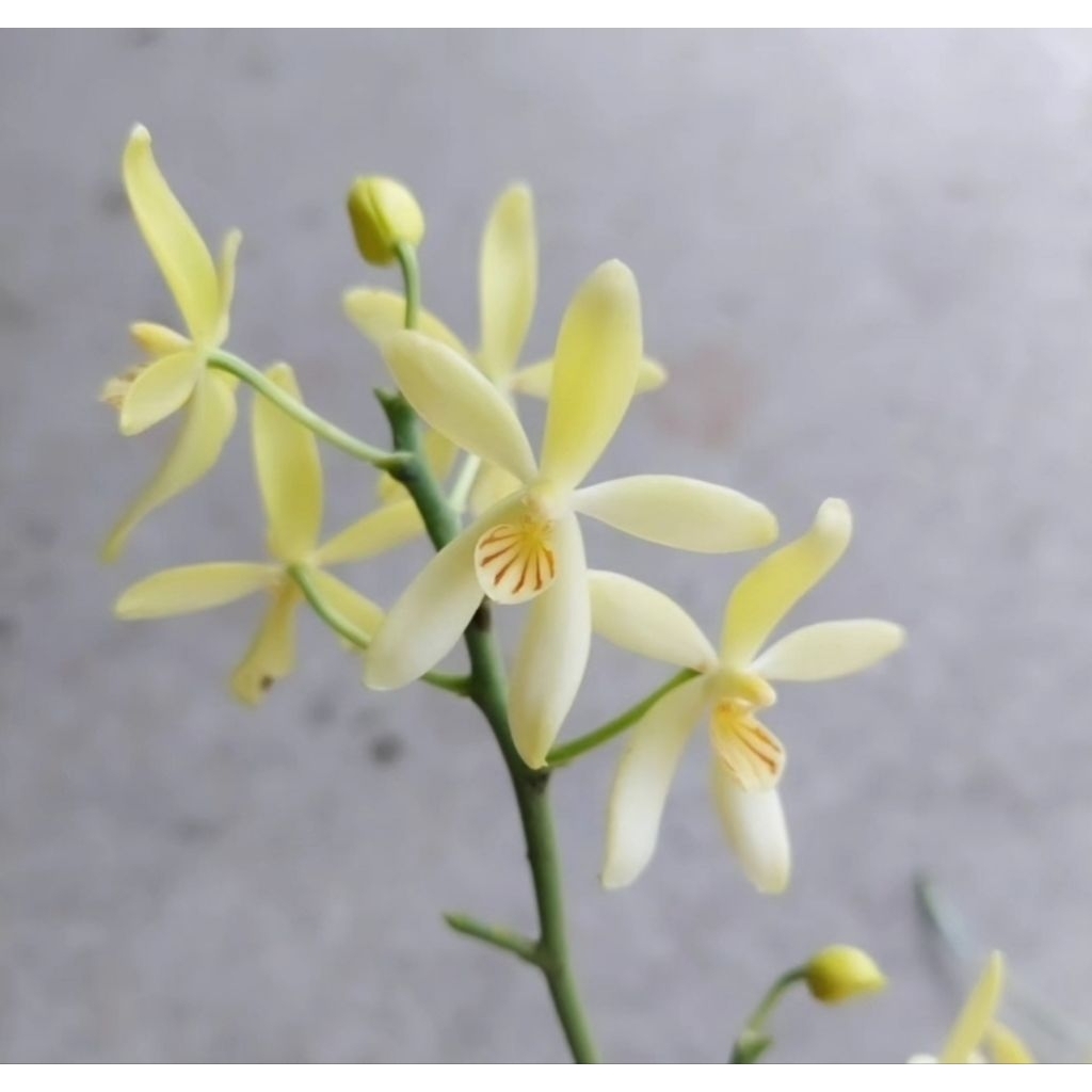 phal cochlearis貝殼蝴蝶蘭/稀少原種/蠟質花/建議板植/盆植水苔易爛根