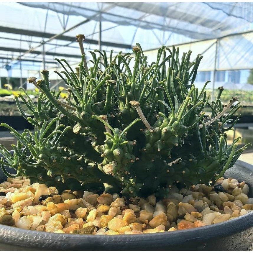 塊根英雄】白頭龍大戟種子/Euphorbia pentops/大戟科/藍肌剽悍外型的