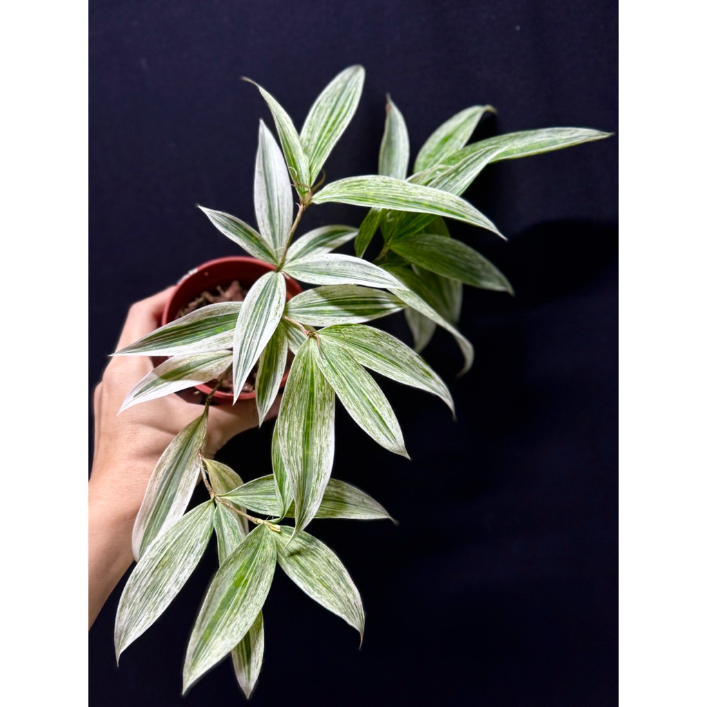 tipuri de dracena Dracaena Marginata, planta care purifica aerul  Secret Garden Plant Shop