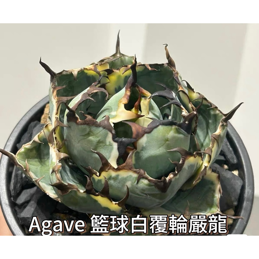 白覆輪- 優惠推薦- 2026年6月| 蝦皮購物台灣